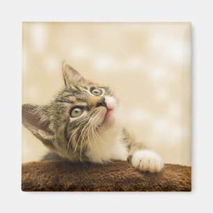 Imã Gatinho Bonito com Pata Estendida