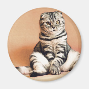 Imã Gatinho Bonito Descongelado