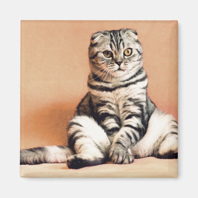 Imã Gatinho Bonito Desenterrado (Frente)