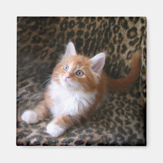 Imã Gatinho bonito em ímã quadrado de impressão leopar