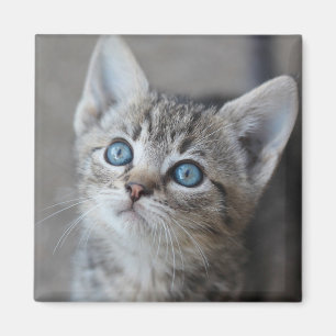 Imã Gatinho bonito no jardim