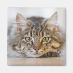 Imã Gatinho bonito olhando para você