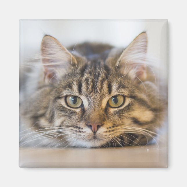 Imã Gatinho bonito olhando para você (Frente)