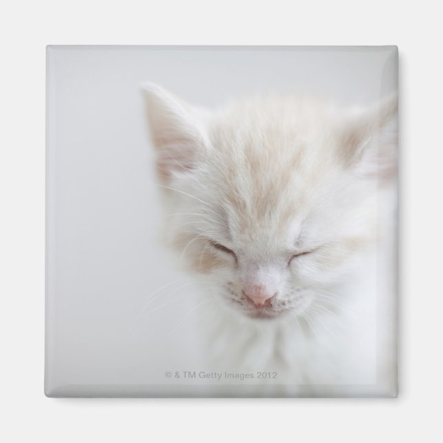 Imã Gatinho Branco Dormindo (Frente)