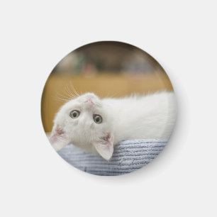 Imã Gatinho, Branco, Gato