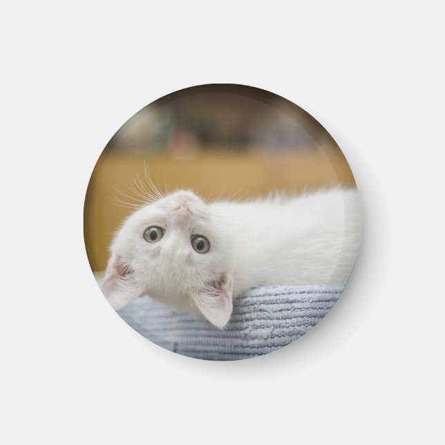 Imã Gatinho, Branco, Gato (Frente)