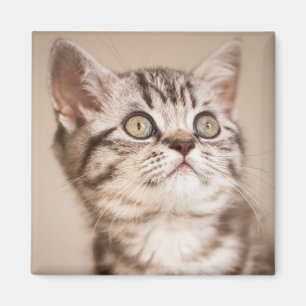 Imã Gatinho britânico cinzento bonito do cabelo curto