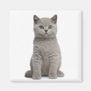 Imã Gatinho britânico de Shorthair