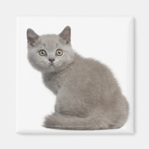 Imã Gatinho britânico de Shorthair (10 semanas velho)