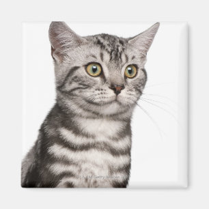 Imã Gatinho britânico de Shorthair (4 meses velho)