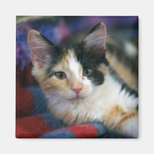 Imã Gatinho da chita, traçando