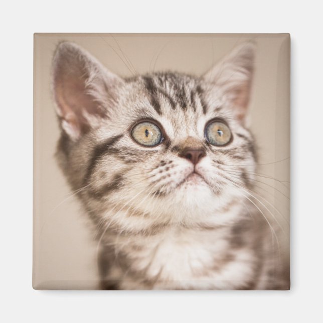 Imã Gatinho de Cabelo Curto Britânico de Cinzas Bonita (Frente)