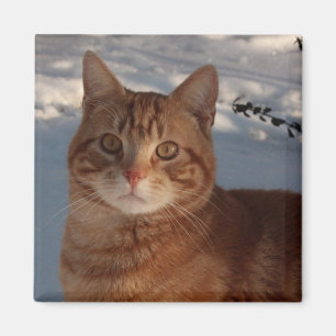 Imã Gatinho de geladeira