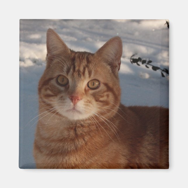 Imã Gatinho de geladeira (Frente)