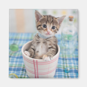 Imã Gatinho de Munchkin com fita bonito
