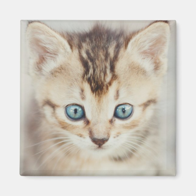 Imã Gatinho de olhos azuis (Frente)