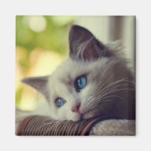 Imã Gatinho de Ragdoll