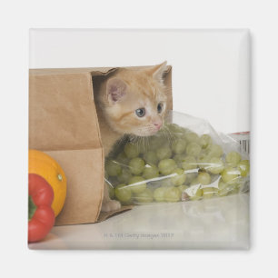 Imã Gatinho dentro da bolsa de compra