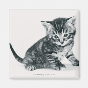 Imã Gatinho do gato malhado