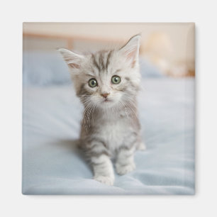Imã Gatinho do racum de Maine