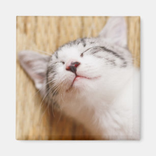 Imã Gatinho do sono