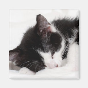 Imã Gatinho do sono