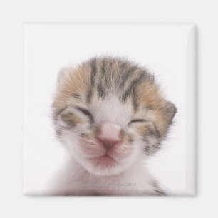 Imã Gatinho do sono