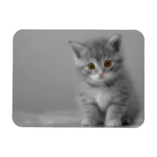 Ímã Gatinho Doce