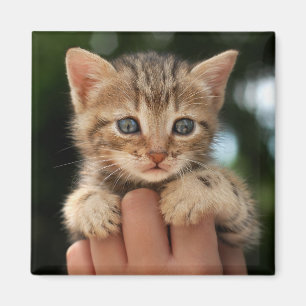 Imã Gatinho doce do bebê