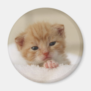 Imã Gatinho doce do filhote de cachorro