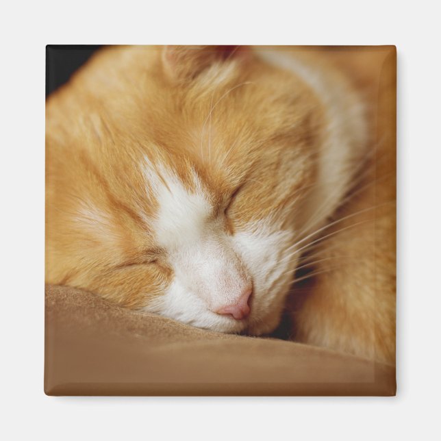 Imã Gatinho Dormindo (Frente)