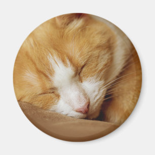 Imã Gatinho dormindo