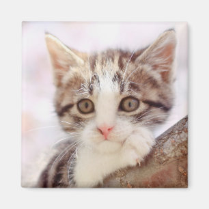 Imã Gatinho em uma árvore