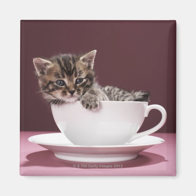 Imã Gatinho em xícara e pires (Frente)
