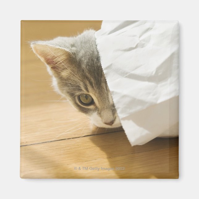 Imã Gatinho escondido em saco de papel (Frente)