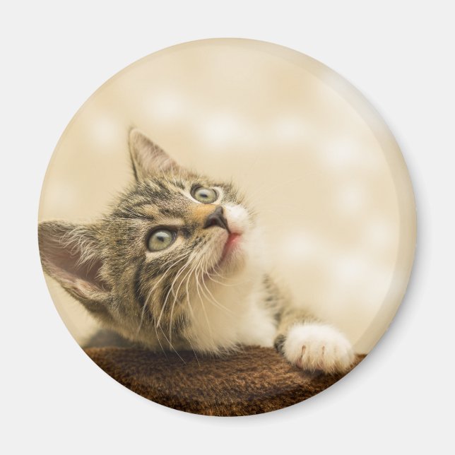 Imã Gatinho Fofo com uma Pata Estimulada (Frente)