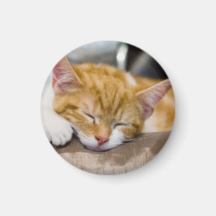 Imã Gatinho Gato