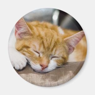 Imã Gatinho Gato