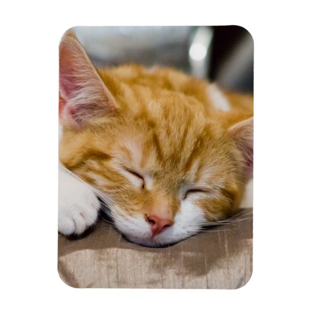 Ímã Gatinho Gato (Vertical)