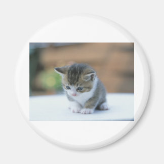 Imã Gatinho Gato