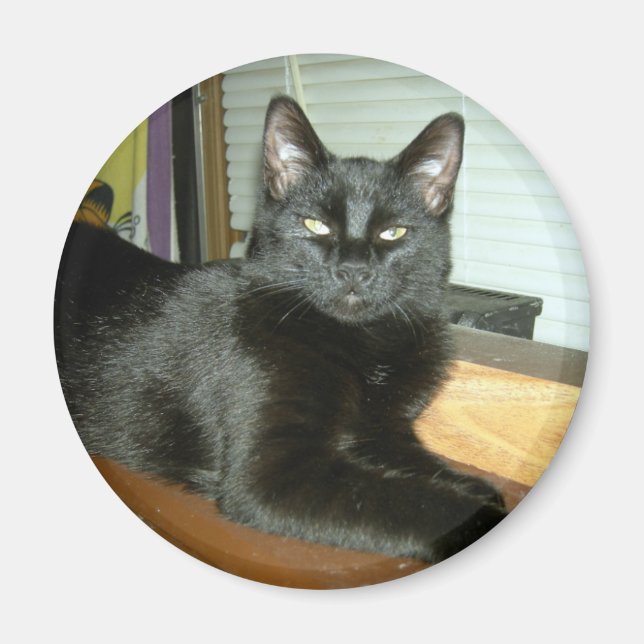 Imã Gatinho Imperial (Frente)