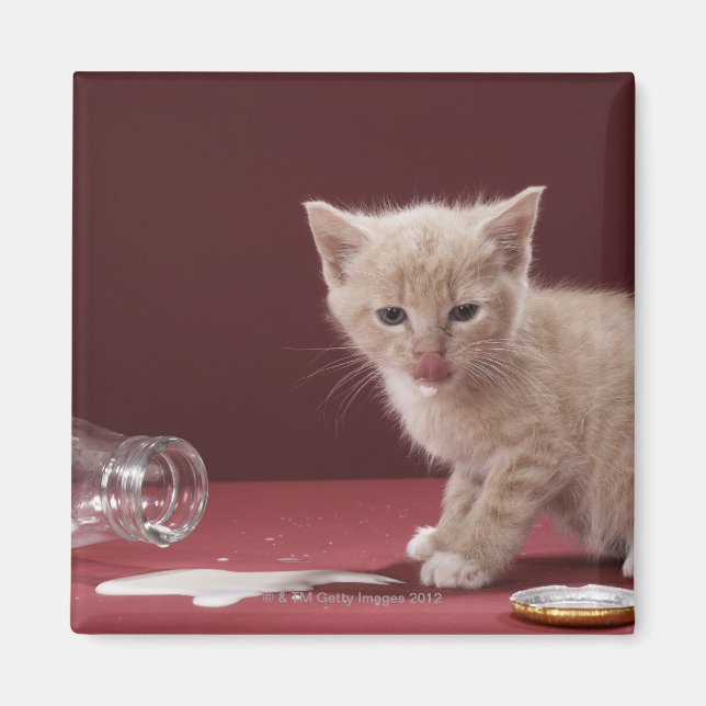 Imã Gatinho lamber leite derramado da garrafa (Frente)