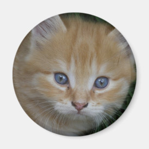Imã Gatinho Laranja