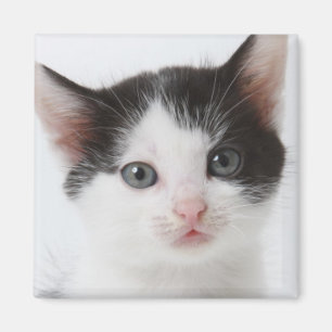 Imã Gatinho manchado preto