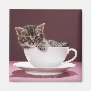 Imã Gatinho no copo e nos pires