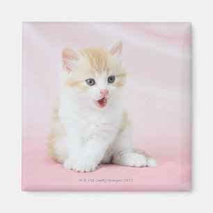 Imã Gatinho no fundo cor-de-rosa