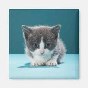 Imã Gatinho pequeno