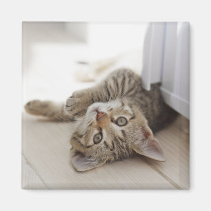 Imã Gatinho pequeno bonito