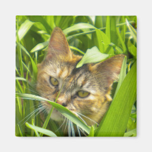 Imã Gatinho precioso da selva