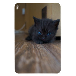 Ímã Gatinho Preto